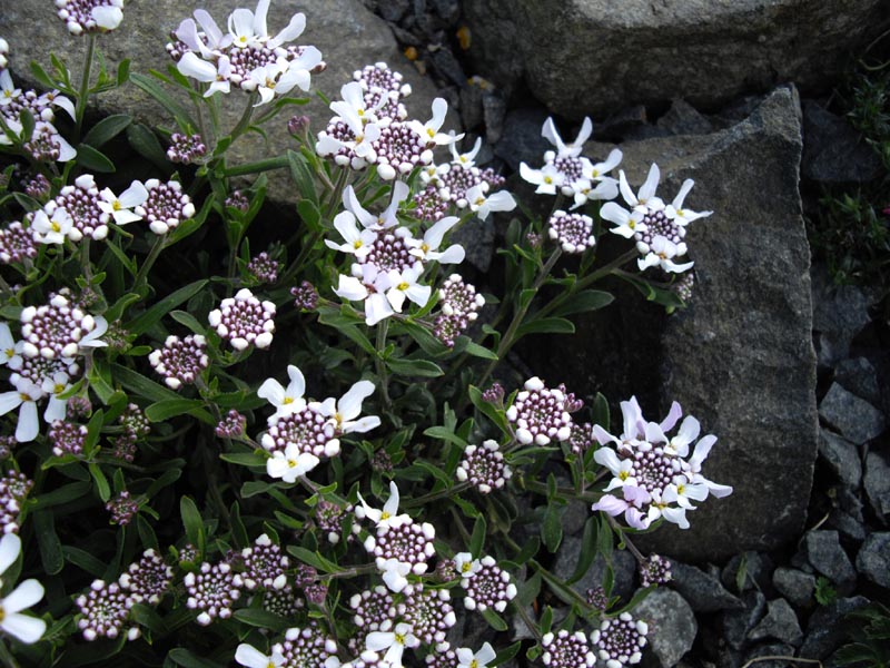 Iberis taurica en fleurs sur des falaises calcaires ensoleillées